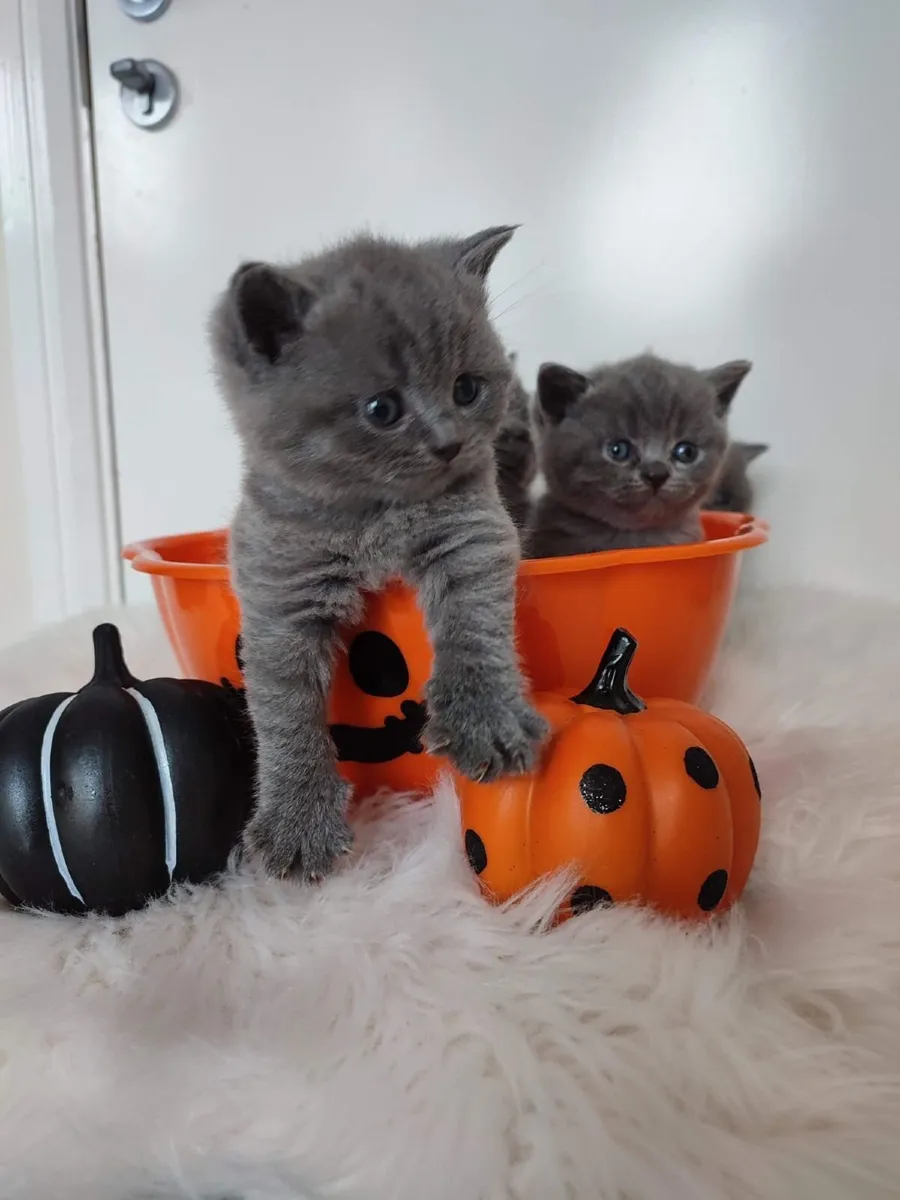 Amazing Purebred British Shorthair kittens for sal - Image 2