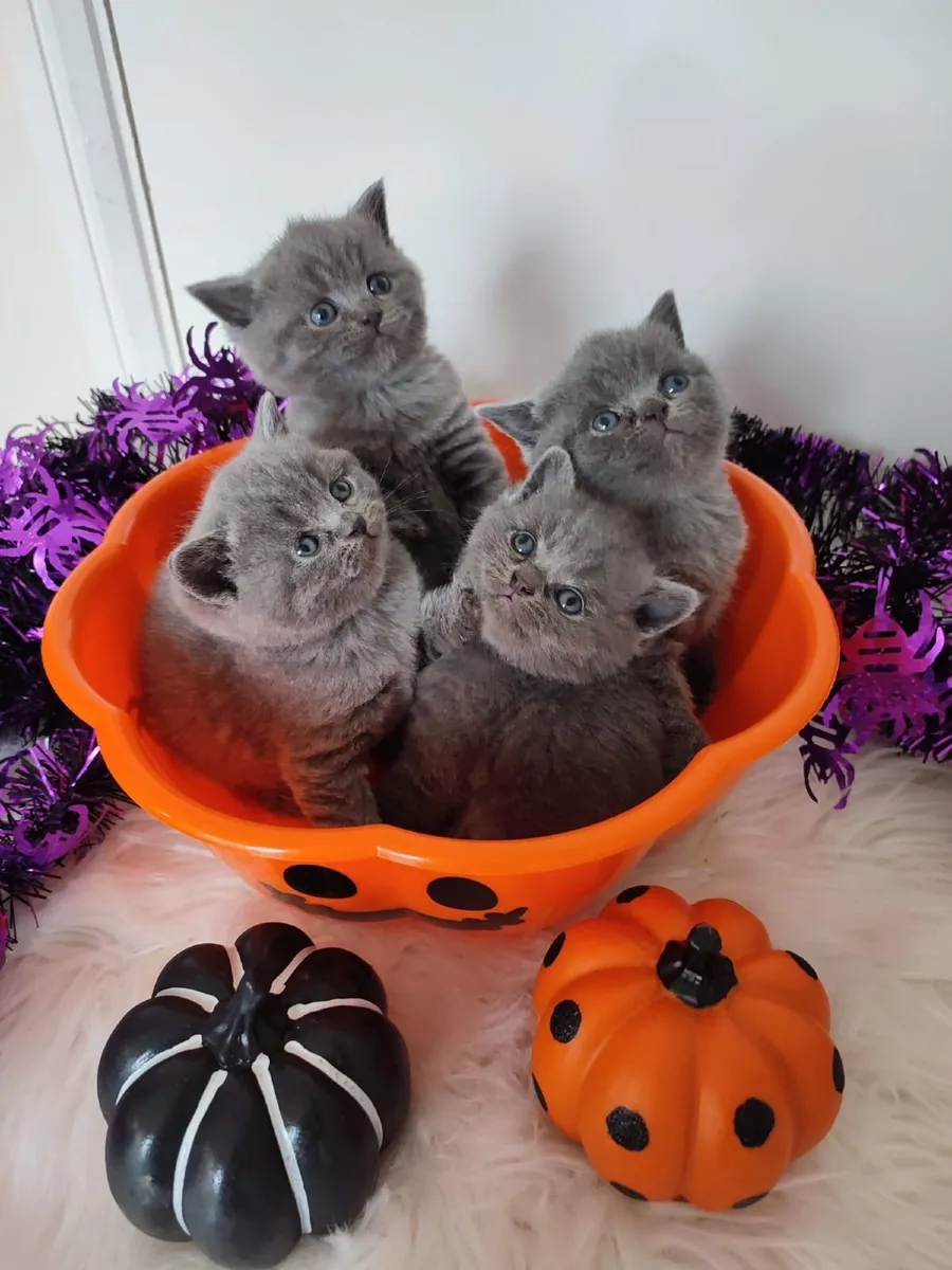 Amazing Purebred British Shorthair kittens for sal - Image 4
