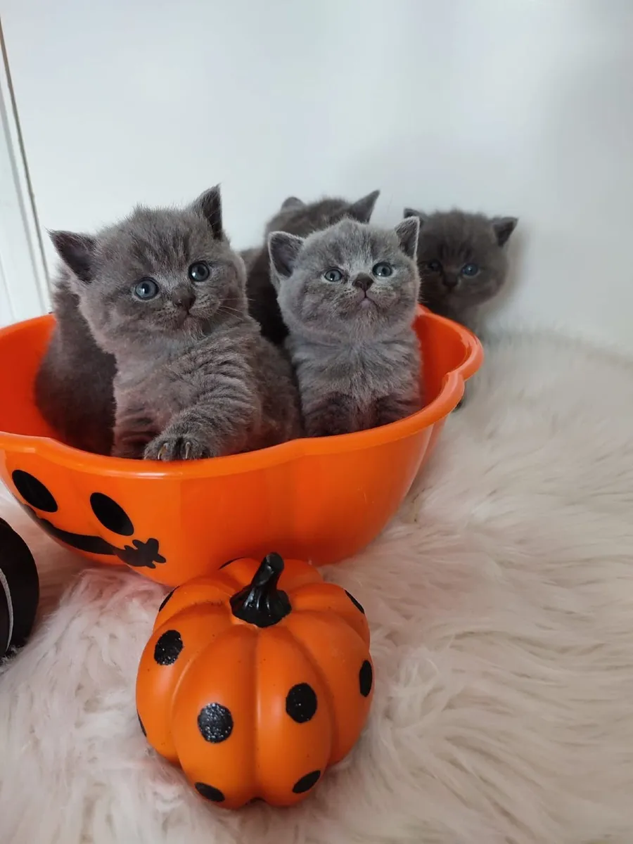 Amazing Purebred British Shorthair kittens for sal - Image 1