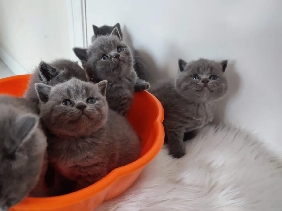 Amazing Purebred British Shorthair kittens for sal - Image 3