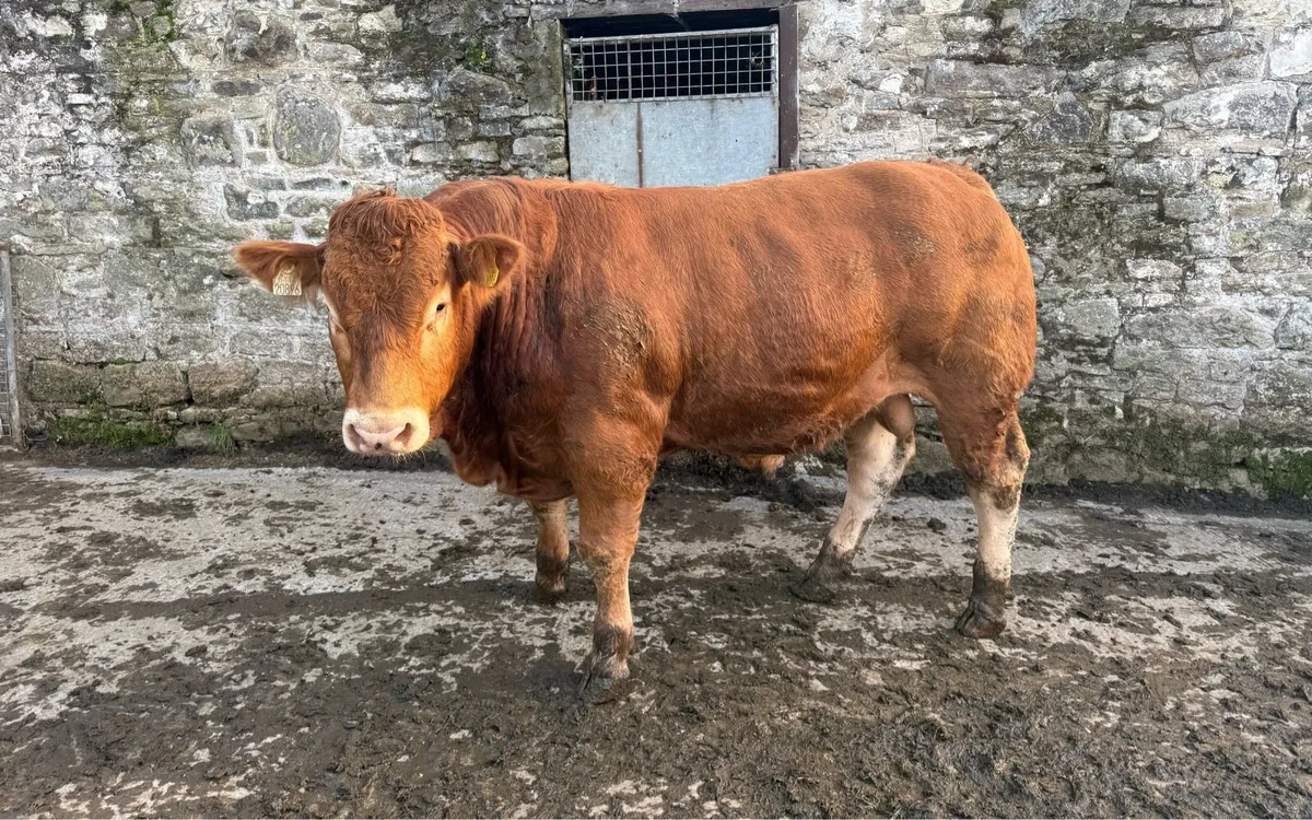 Limousin bull for sale