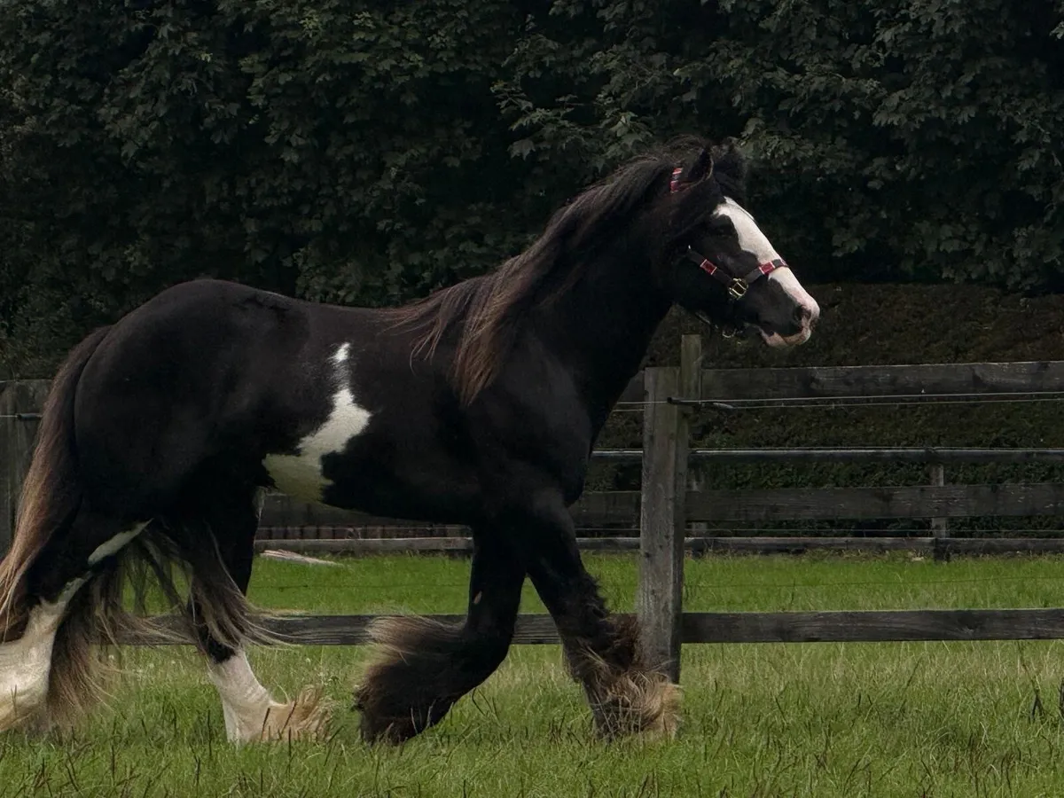 Horse - Image 3