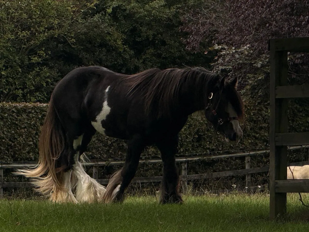 Horse - Image 4