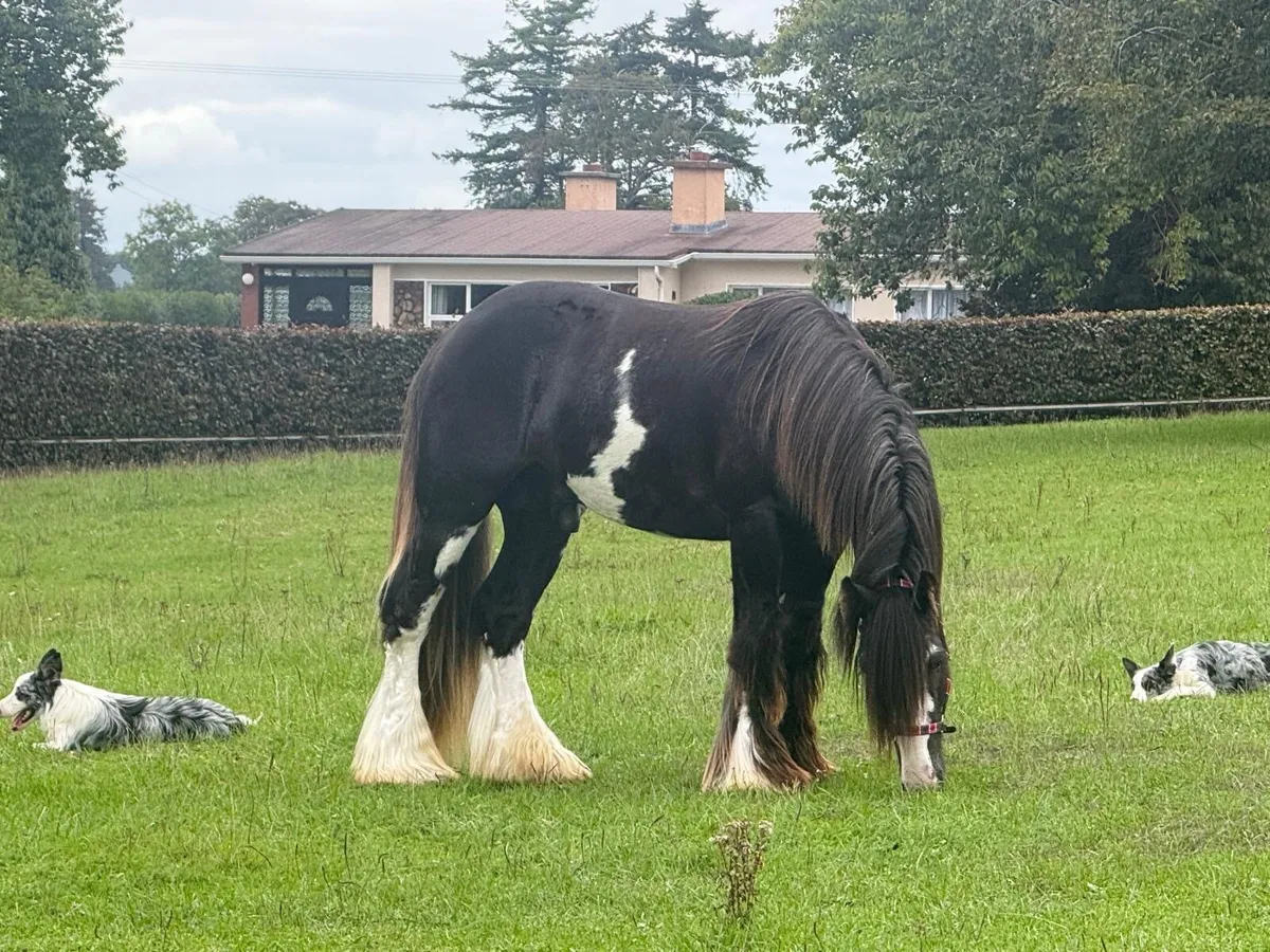 Horse - Image 1