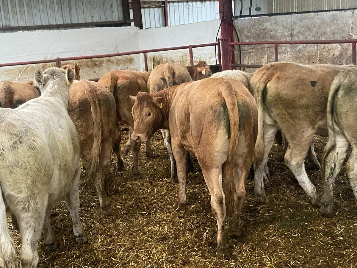 420Kg Charolais And Limousin Heifers - Image 1