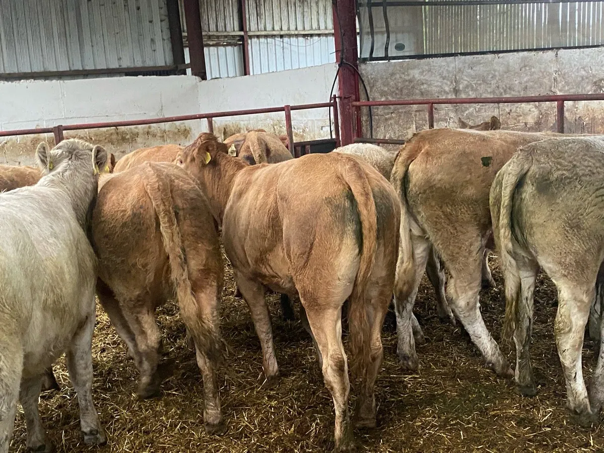420Kg Charolais And Limousin Heifers - Image 2