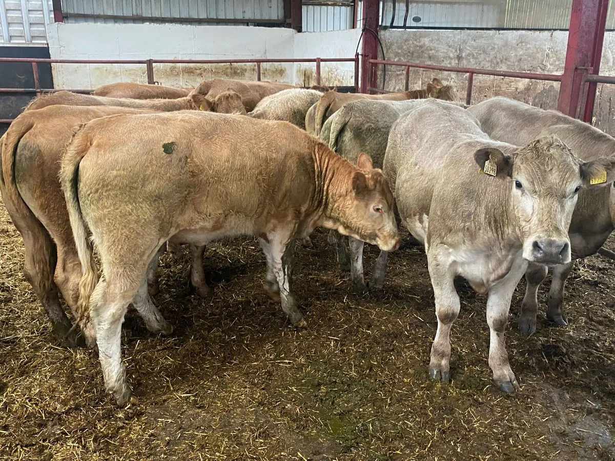 420Kg Charolais And Limousin Heifers - Image 3