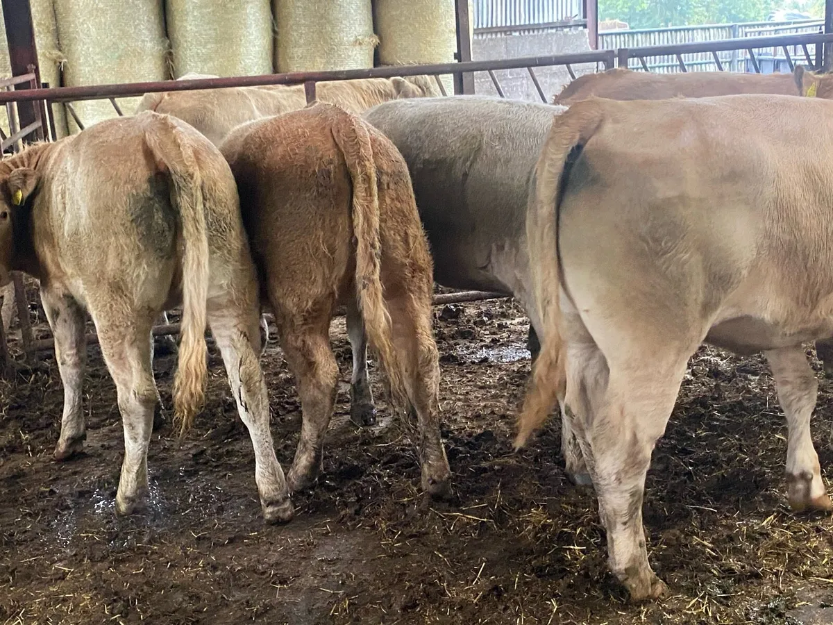 420Kg Charolais And Limousin Heifers - Image 4