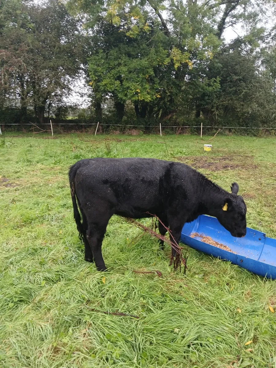 Beef  cattle - Image 2