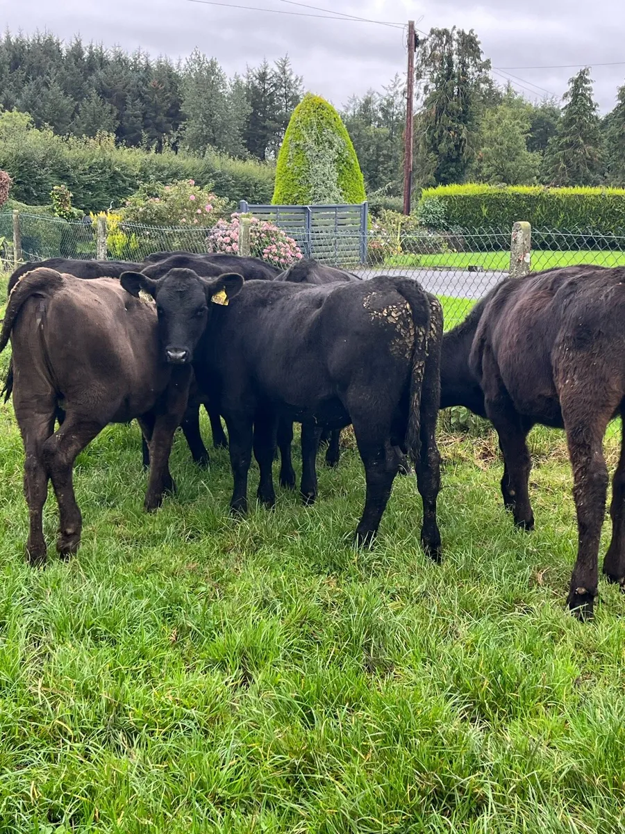 7 Angus heifers (225kg) - Image 1