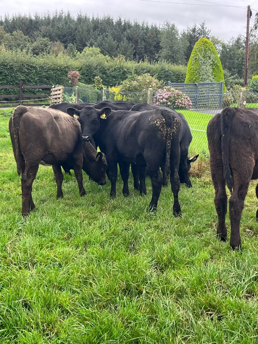 7 Angus heifers (225kg) - Image 2