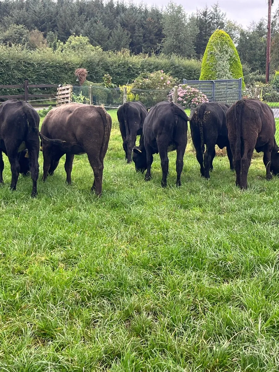 7 Angus heifers (225kg) - Image 3