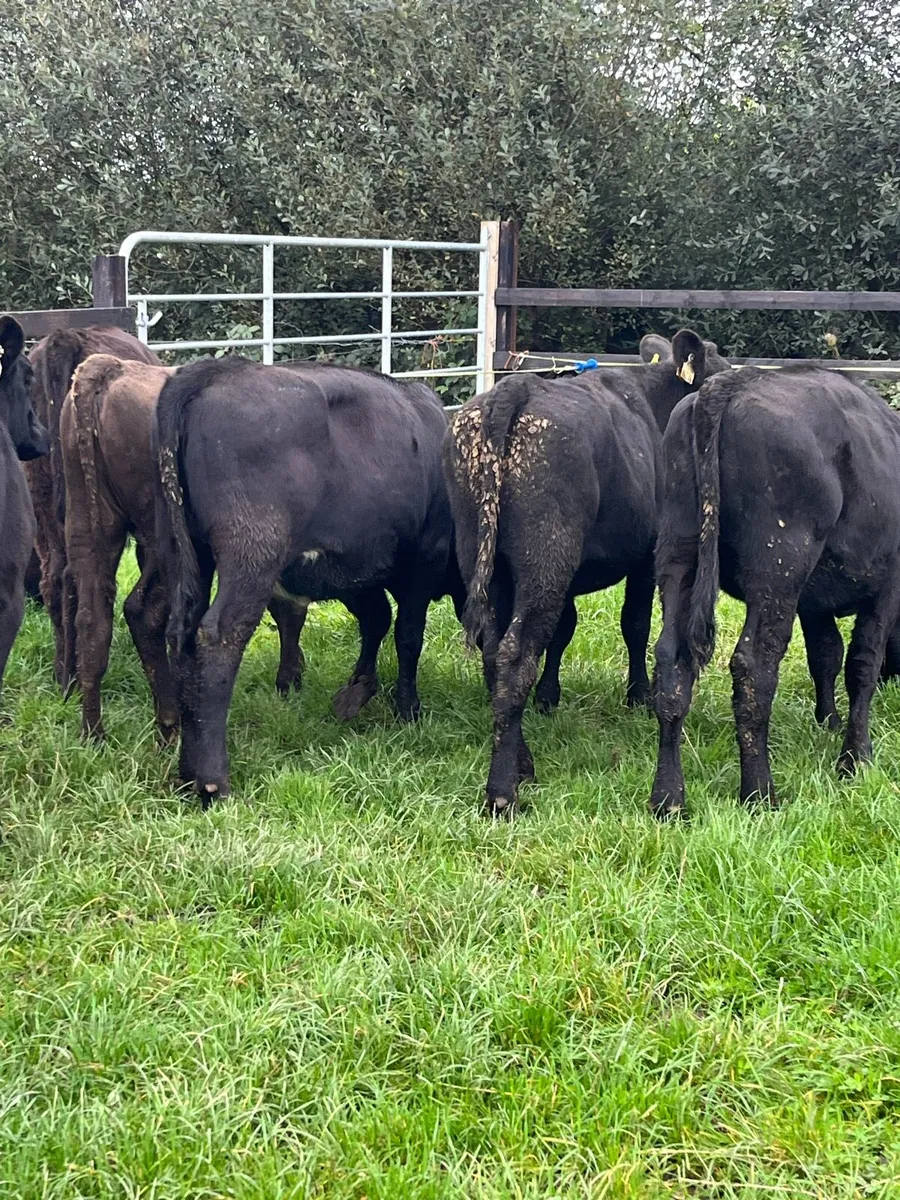7 Angus heifers (225kg) - Image 4