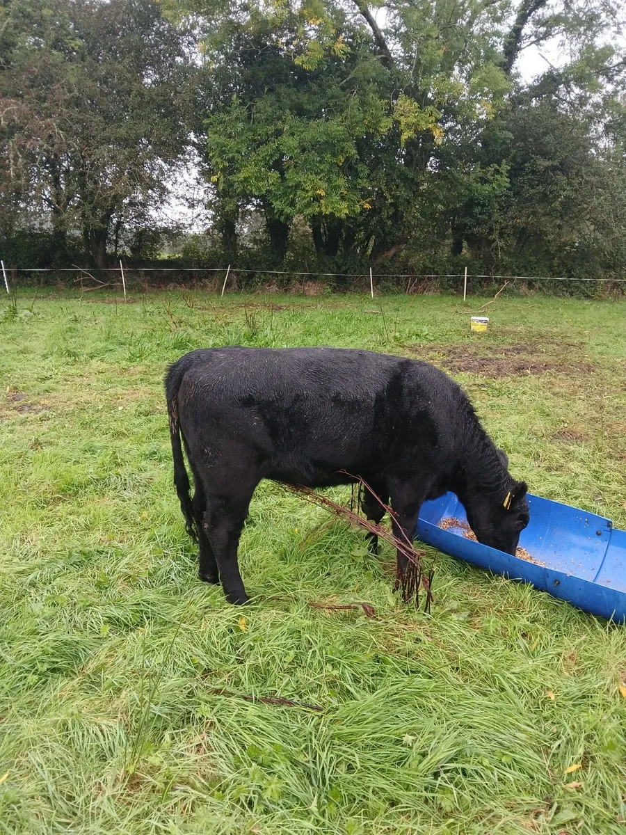 Beef  cattle - Image 3