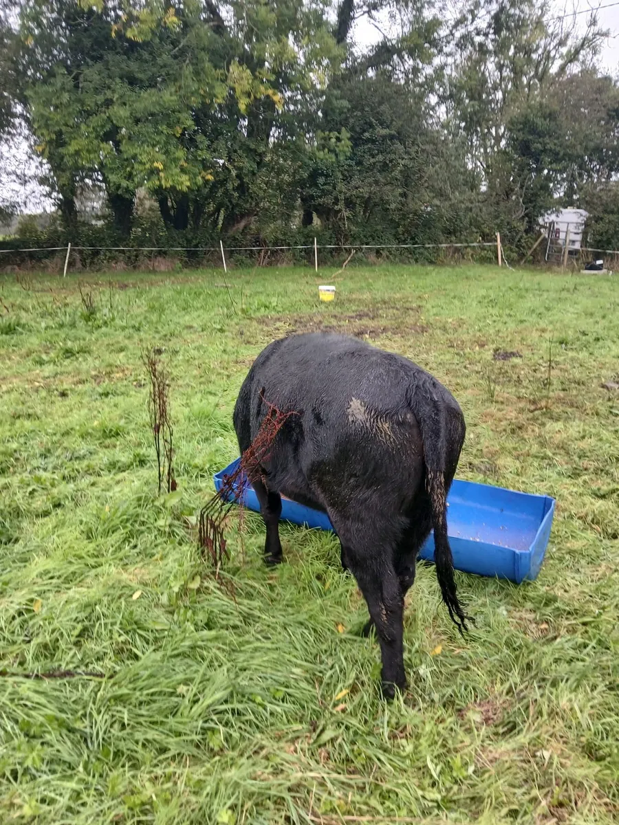 Beef  cattle - Image 4