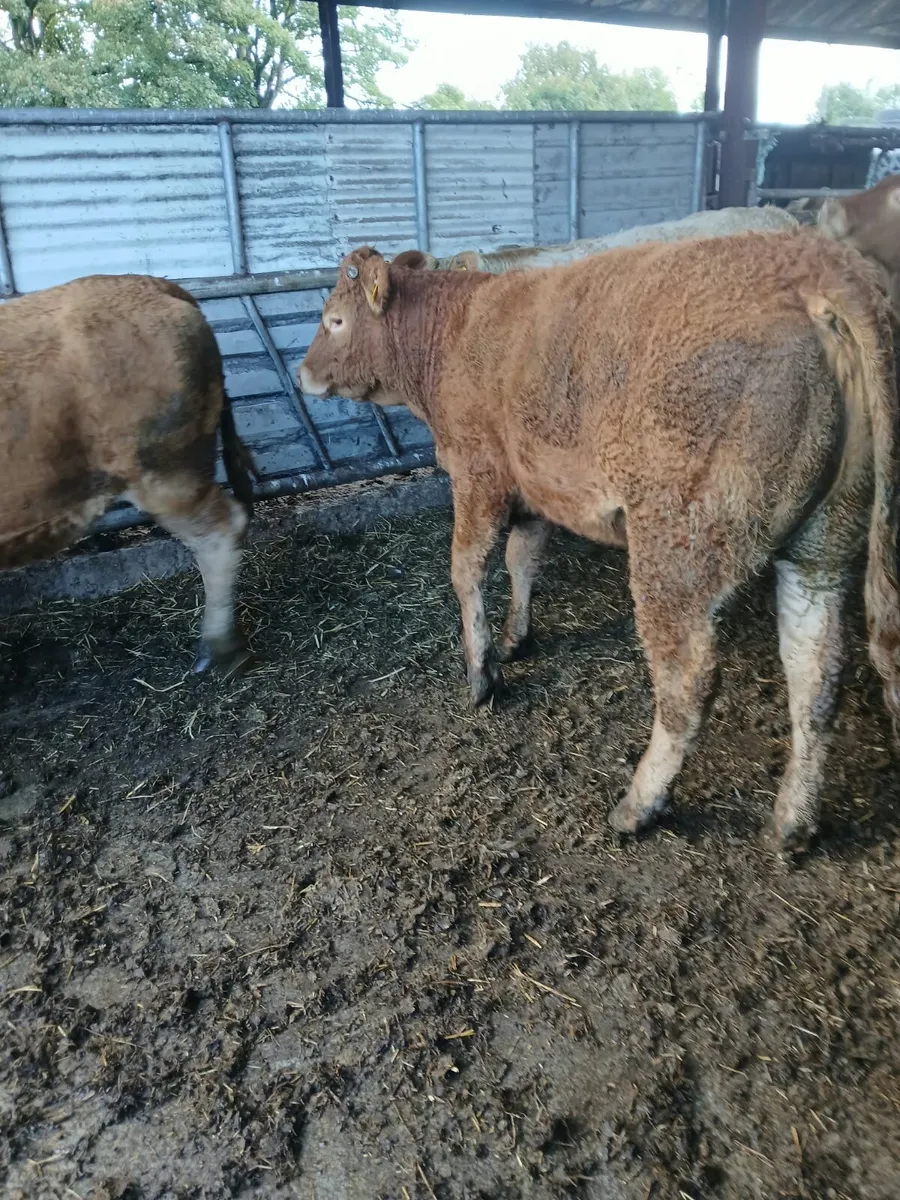 Heifers - Image 3