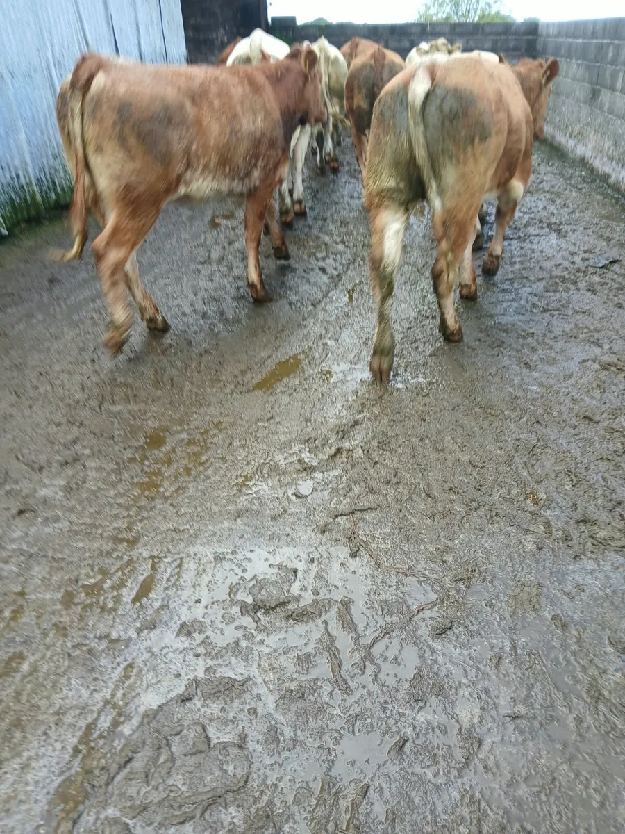 Heifers - Image 4