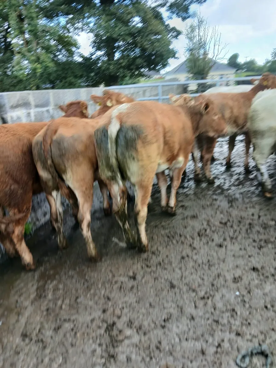 Heifers - Image 1