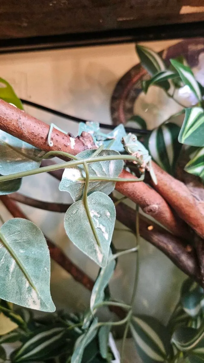 Female Yemen Chameleons