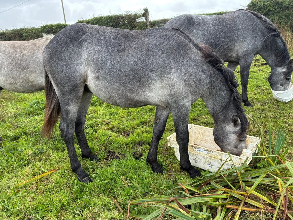 Connemara ponies - Image 2