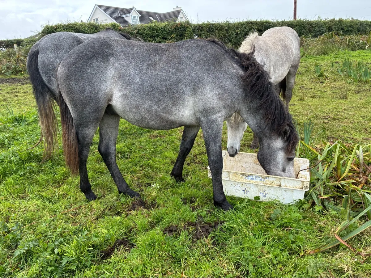 Connemara ponies - Image 3