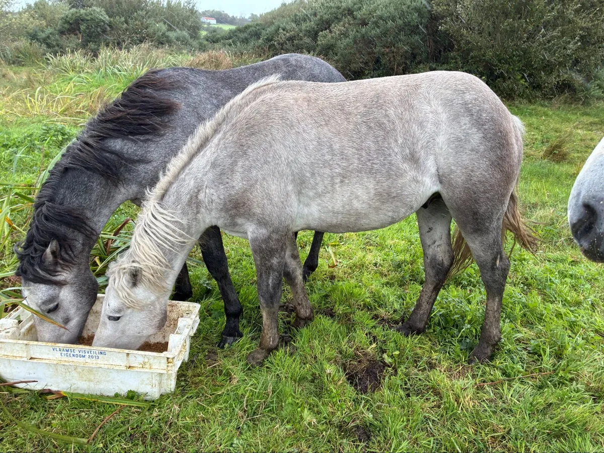 Connemara ponies - Image 4