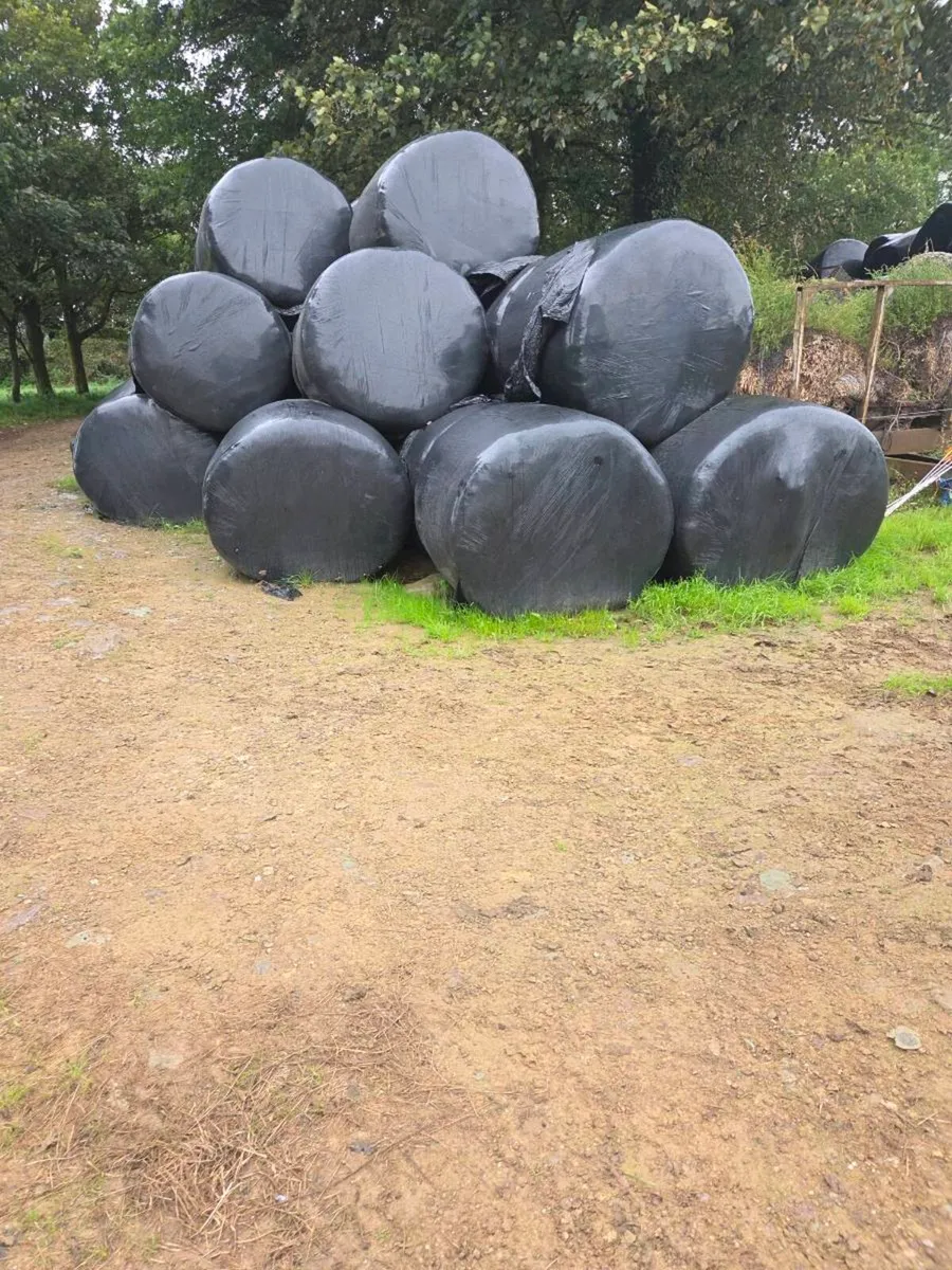 Silage bales for sale