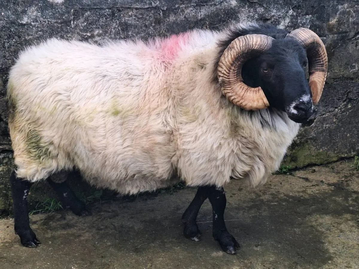 Mountain Ram - Image 2