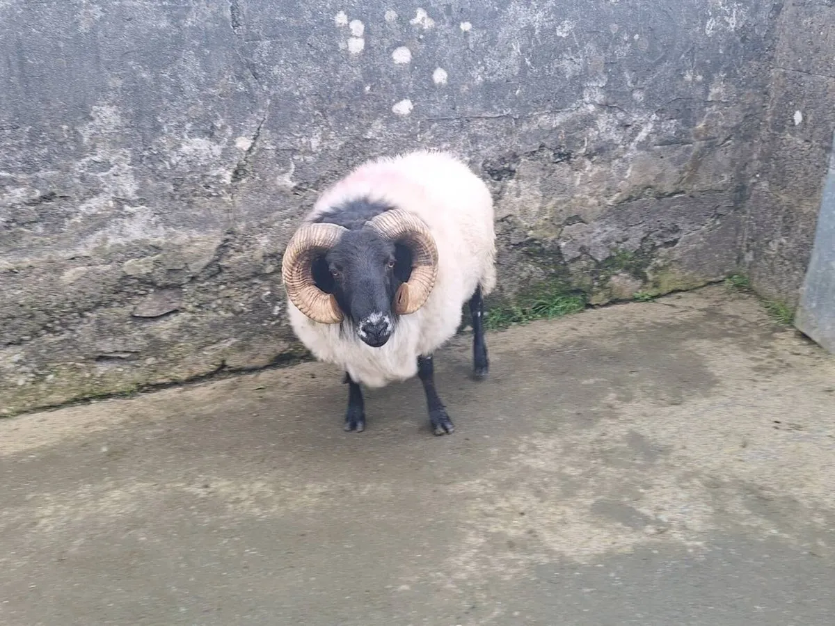 Mountain Ram - Image 3