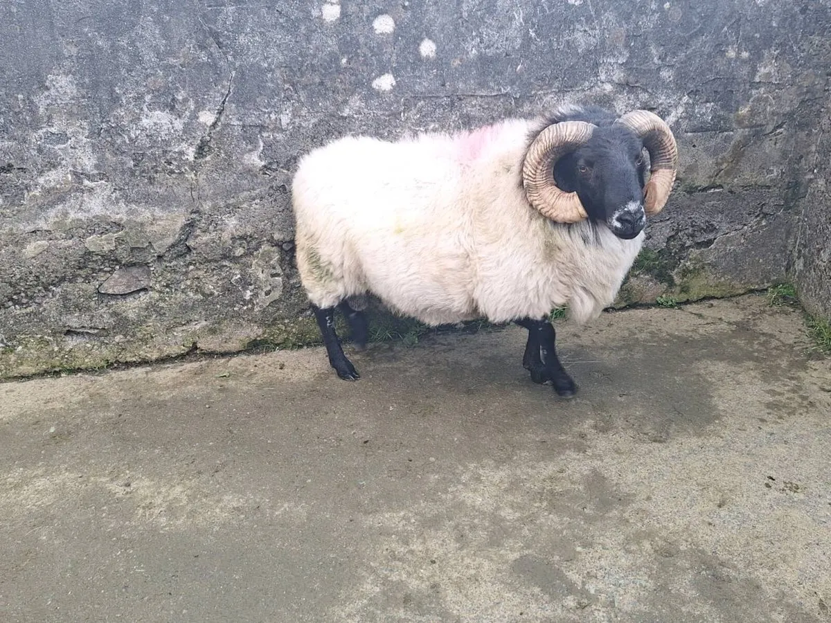 Mountain Ram - Image 4