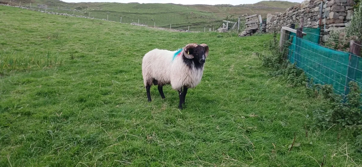 Rams - Image 2