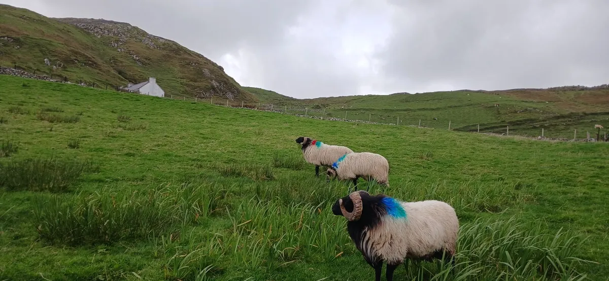 Rams - Image 3