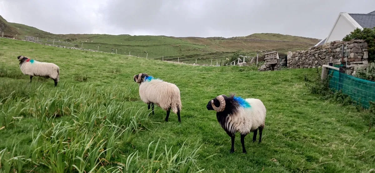 Rams - Image 4