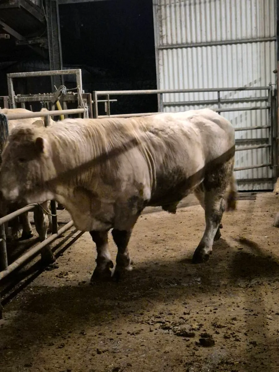 Pedigree registered charolais Bull - Image 2