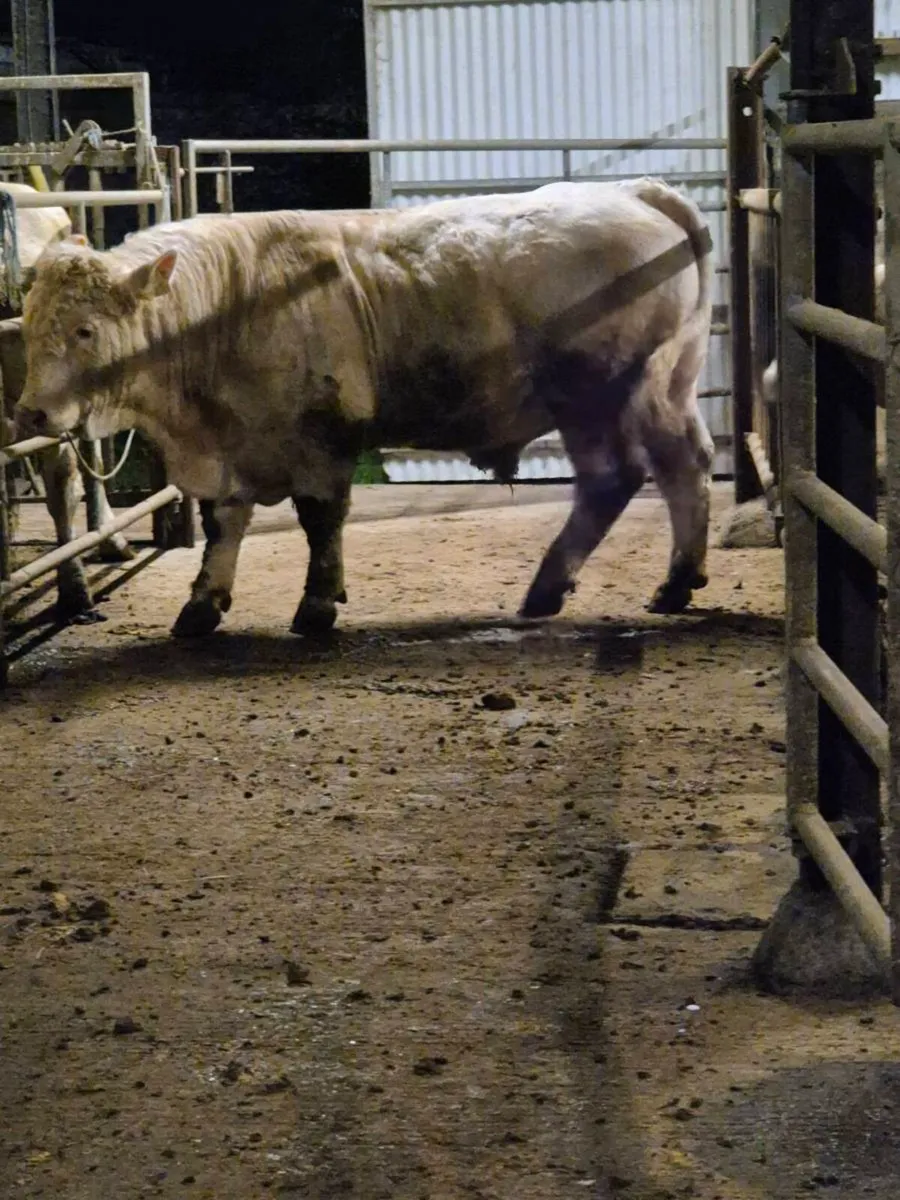 Pedigree registered charolais Bull - Image 3