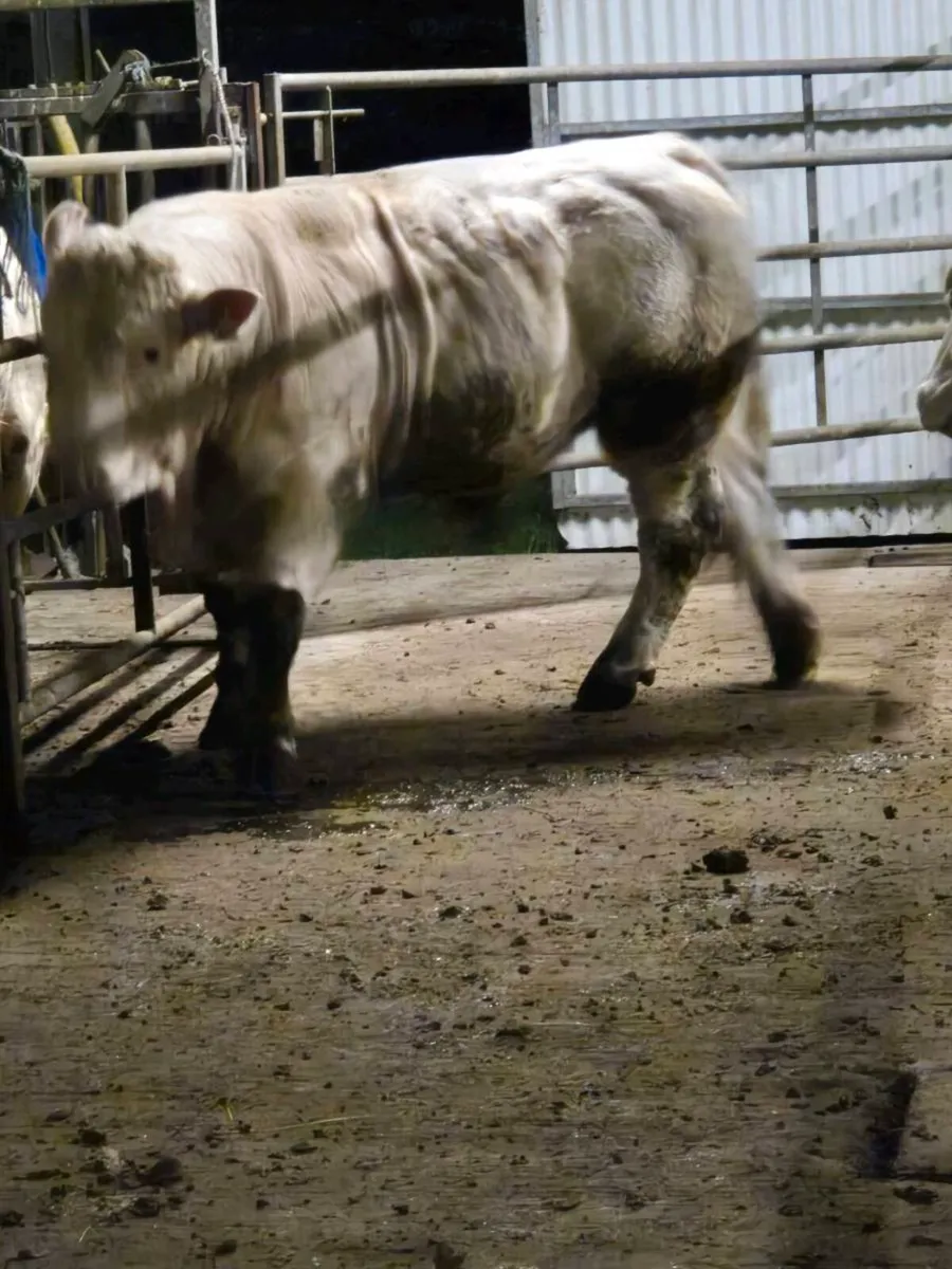 Pedigree registered charolais Bull - Image 4