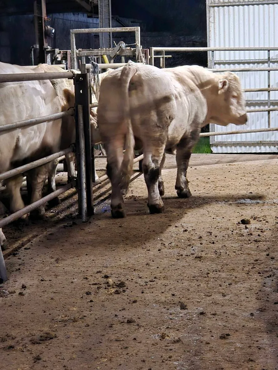 Pedigree registered charolais Bull - Image 1