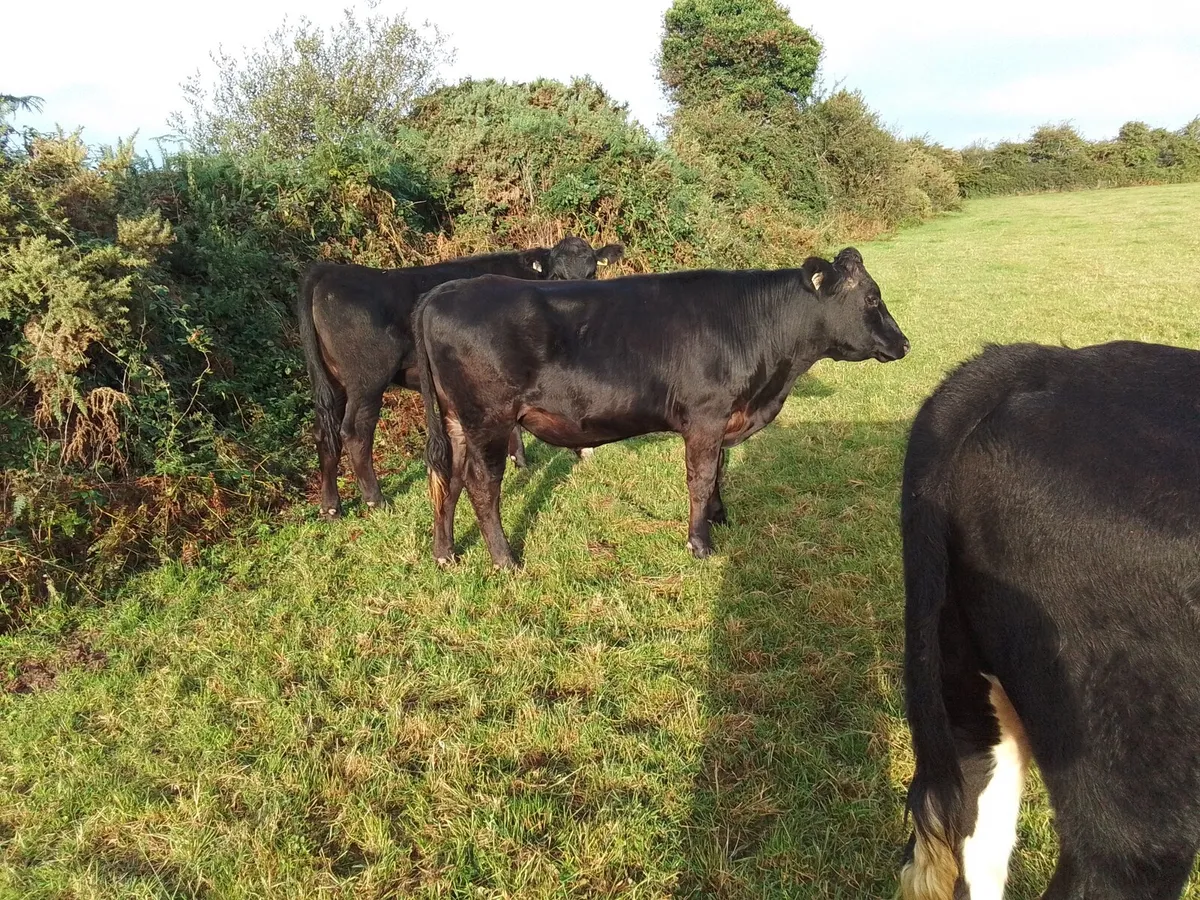 Cattle - Image 3