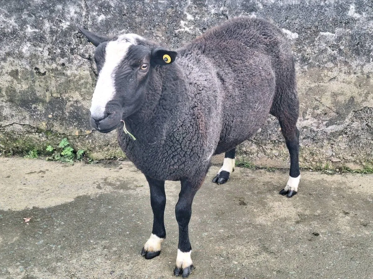 Zwartble ram - Image 1