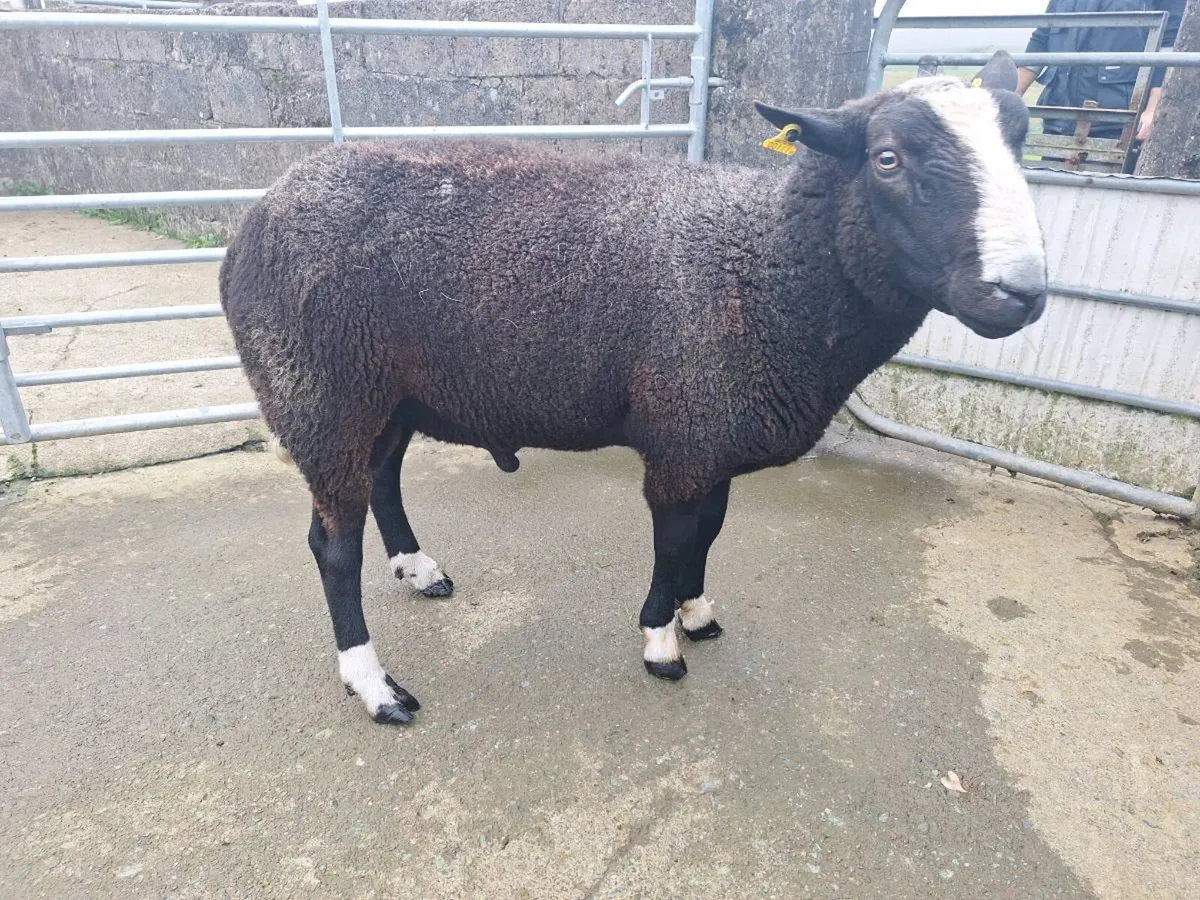 Zwartble ram - Image 2