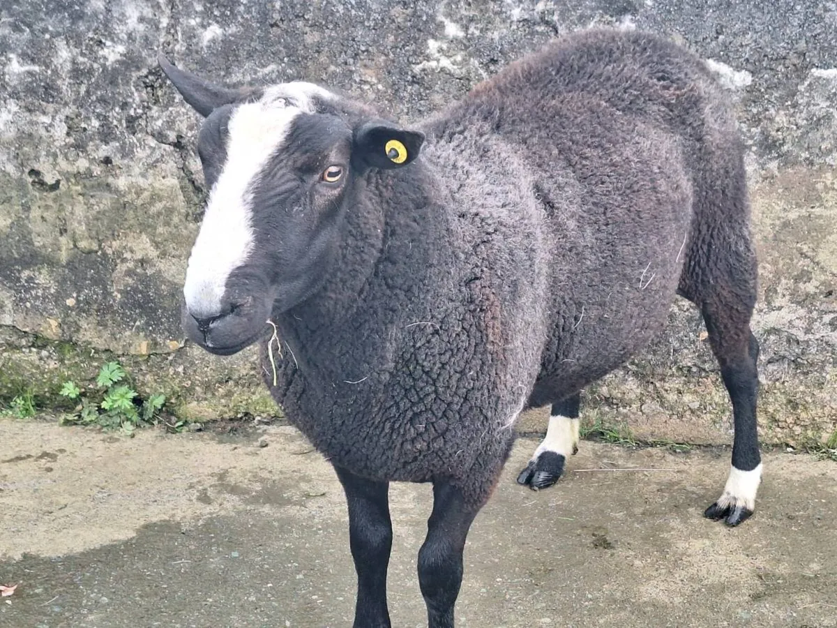 Zwartble ram - Image 3