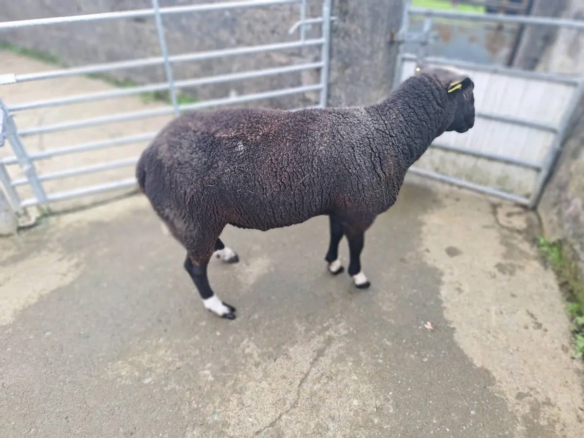 Zwartble ram - Image 4