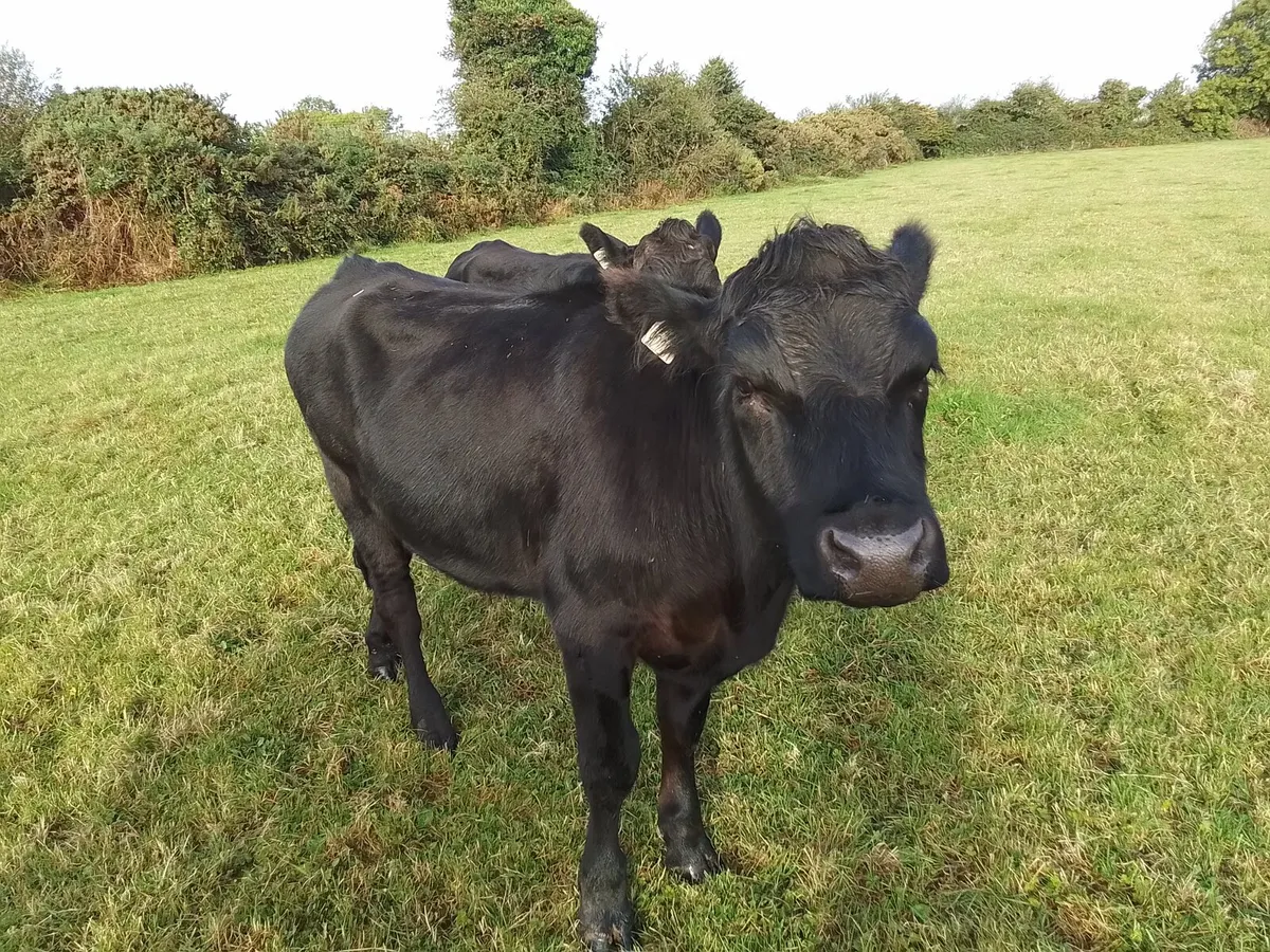 Cattle - Image 4