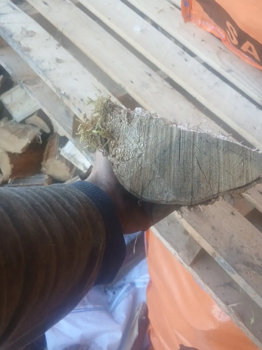 Firewood ash and spruce - Image 1