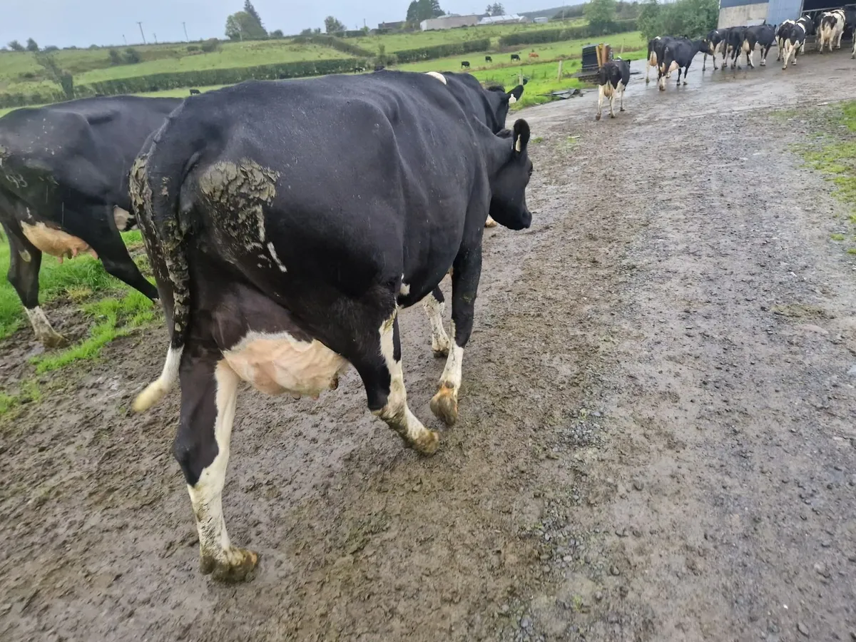 Pbr cows - Image 1