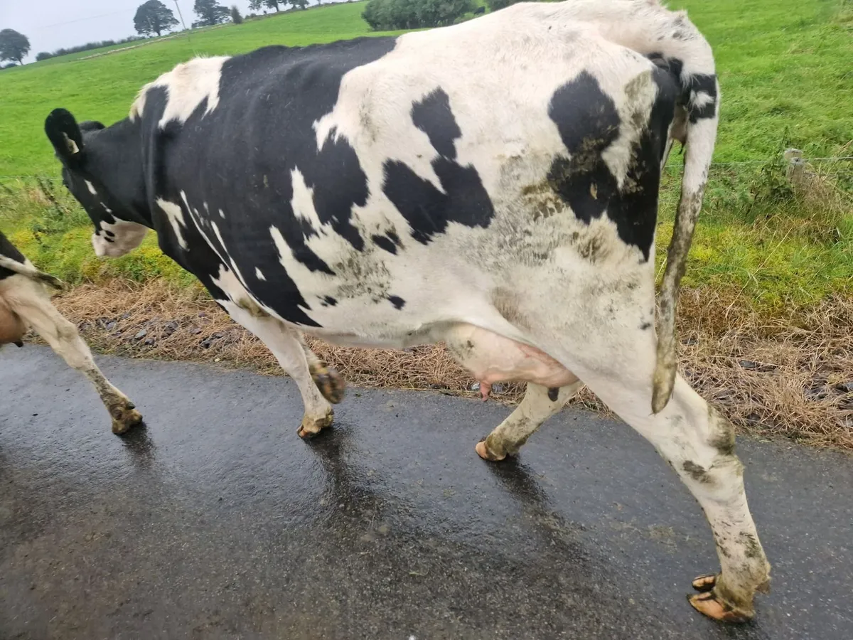 Pbr cows - Image 2