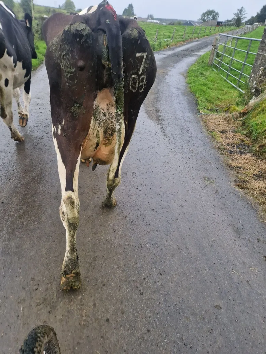 Pbr cows - Image 3