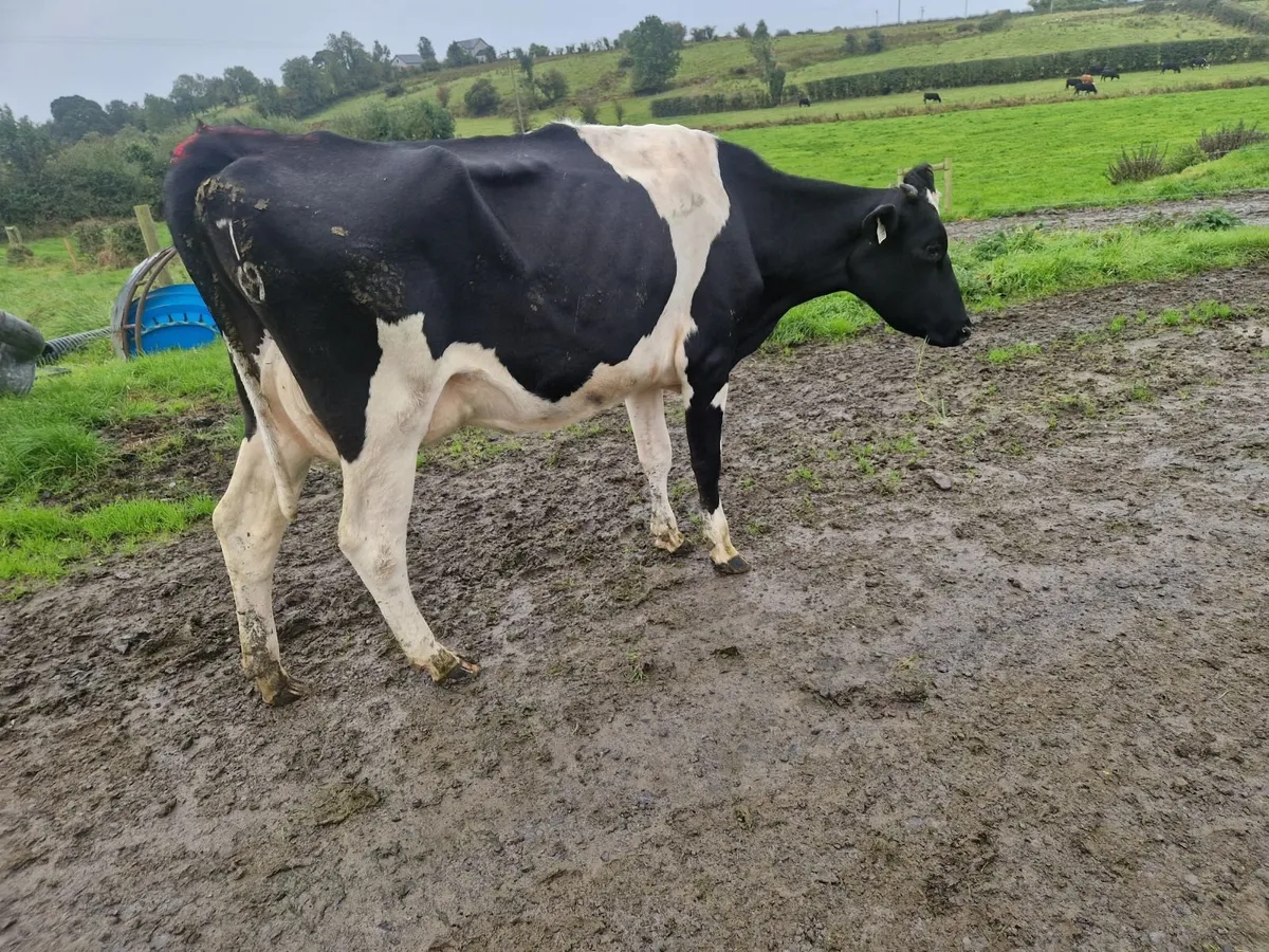 Pbr cows - Image 4