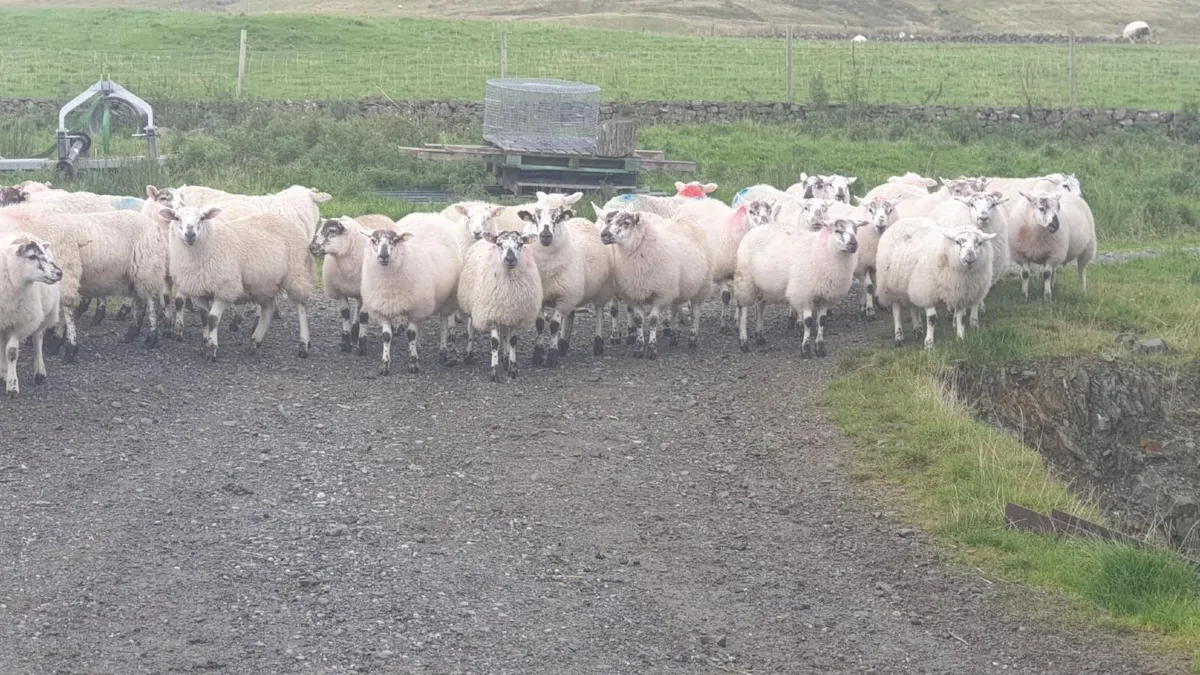 **HillTex Ewe Lambs** - Image 3
