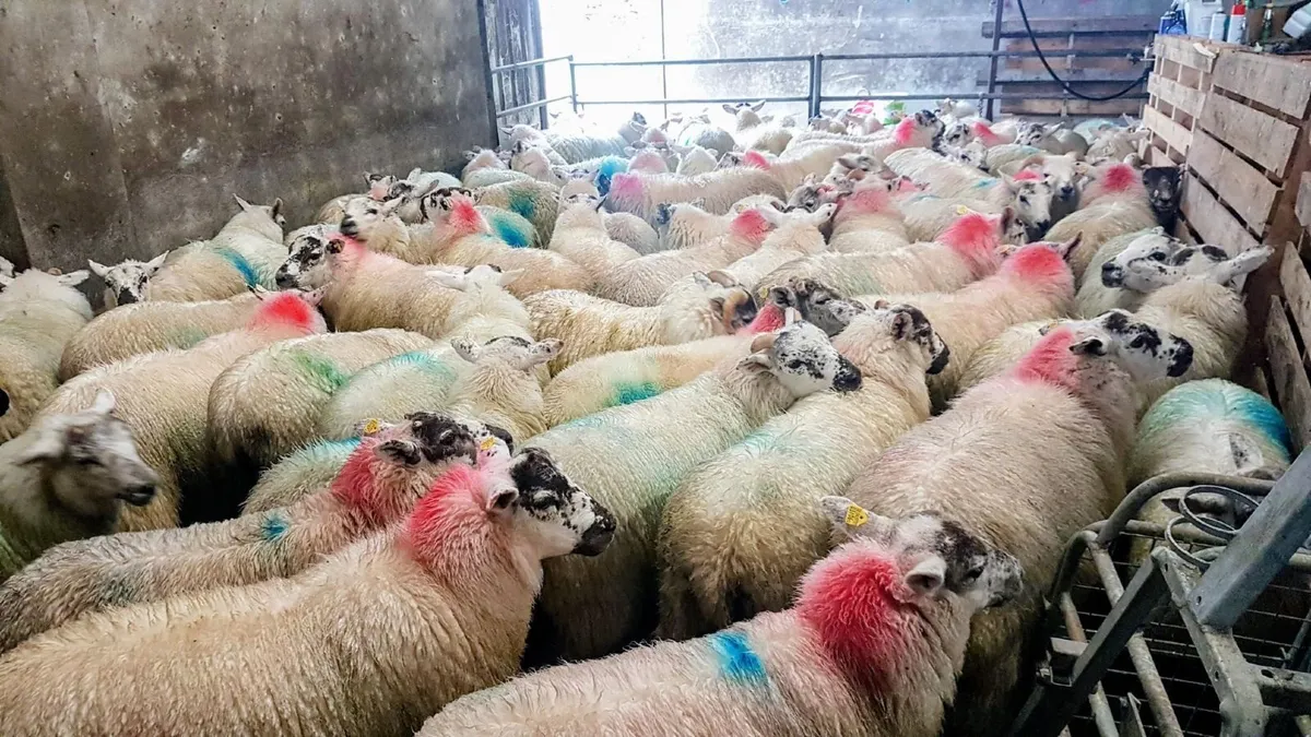 **HillTex Ewe Lambs** - Image 2